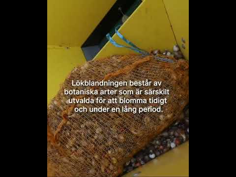 100 000 vårlökar i Kortedala