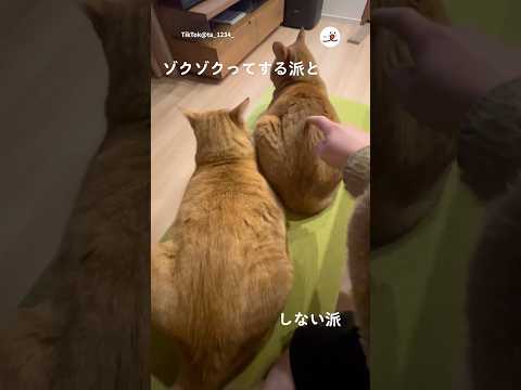 猫の性格の特徴：ゾクゾク派と静か派の違いについて サムネイル