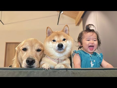 1歳児の突然始まったお遊びにも一緒に参加してくれる心優しい豆柴とゴールデンレトリバー