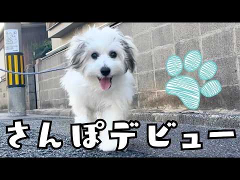 【初めてのお散歩】子犬むう、元気いっぱいデビュー🐾(5ヶ月)