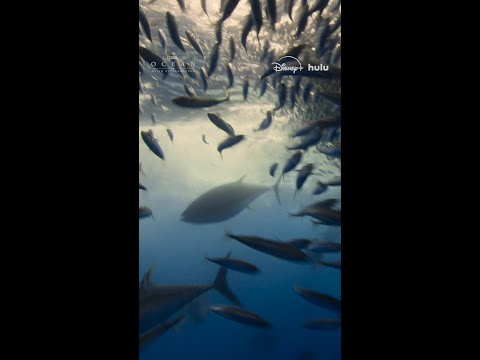 Ocean creatures who undertake long voyages need pit stops, too.