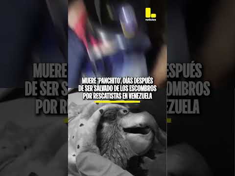 Muere lorito 'Panchito' días después de ser salvado de los escombros por rescatistas en Venezuela