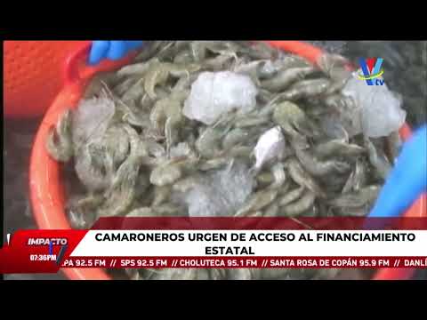 Pérdidas de hasta 20 millones de dólares registran productores hondureños de camarón