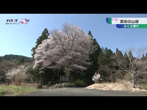さくら便り（黒岩の山桜）
