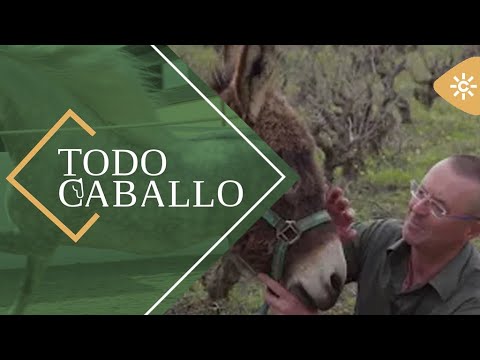 TodoCaballo | La historia de superación de Galileo, un burro que se creyó perro