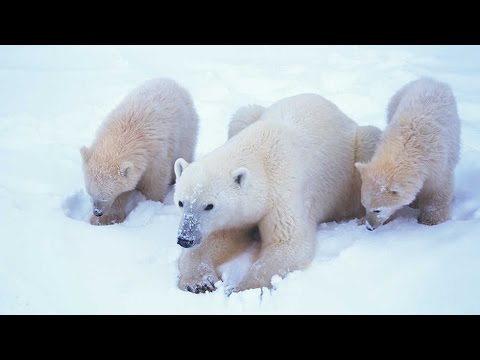 Grandes documentales - El mundo polar