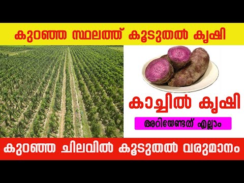 ലാഭം കൊയ്യാൻ കാച്ചിൽ കൃഷി | ഏക്കർ കണക്കിന് കൃഷി ചെയ്യുന്നവരുടെ അനുഭവങ്ങൾ | അറിയേണ്ടത് എല്ലാം