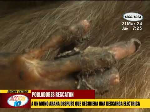 Vecinos rescatan a mono araña electrocutado