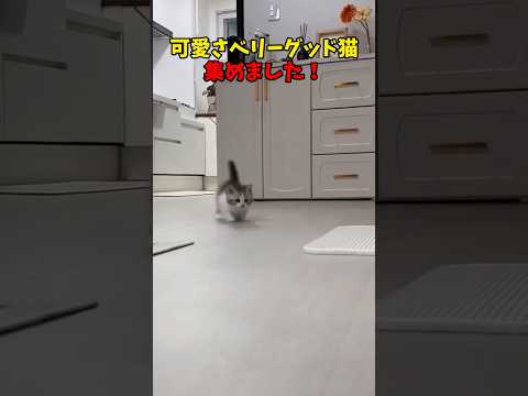 猫の動画サムネイル - 可愛さちょべりぐ！😍 #猫 #cat #cats #cute