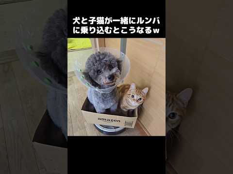 犬と子猫が一緒にルンバに乗り込んで運転したらこうなった...笑#shorts