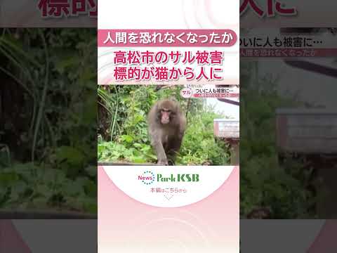なぜ？高松市のサル被害　標的が猫から人に…専門家「最初より人間を恐れなくなっている可能性」
