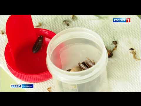 В Самарской области всё чаще находят упавших стрижей