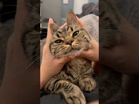 愛らしい猫たちの日常と個性をご紹介 サムネイル