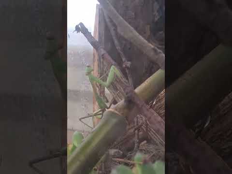 I'm a mantis - not an alien #alien #aliens #mantis #gottesanbeterin #animals #insects #memes #funny