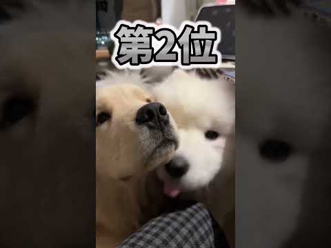 仕事で疲れたお前らに贈る笑いと癒しのワンちゃん5選ww　#犬 #笑える #癒し #犬のいる生活 #犬のいる暮らし #元気になる動画 #ペットのいる生活 #ペットのいる暮らし サムネイル