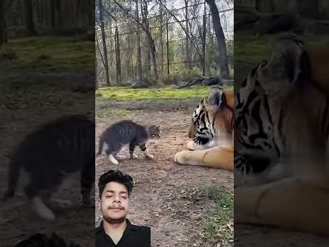 A disabled duckling helps his cat friend🐥#DuckRescue #CuteAnimal #AnimalRescue