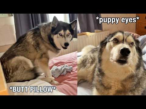 Times My Husky Snuck Into His Nan’s Room To Sit On Her Pillows!