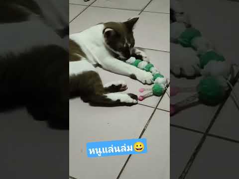#ขำๆ #คลายเครียด ลูกแมวน่ารัก