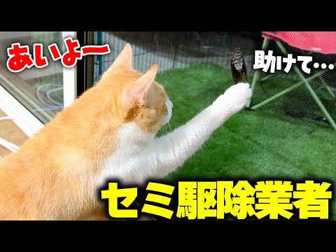 猫の動画サムネイル - 窓にセミが張り付いて困っていたので、専門の業者を呼んで追い払っていただきました…