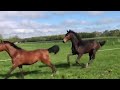 حصان الفروسية STOER MACHTIG NVK MERRIE MET FRONT, TECHNIEK, TRITT IN DE BEWEGINGEN