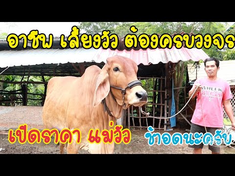 0658491724-ช้าอดเปิดsาคาหน้าคอ 0658491724-ช้าอดเปิดsาคาหน้าคอ