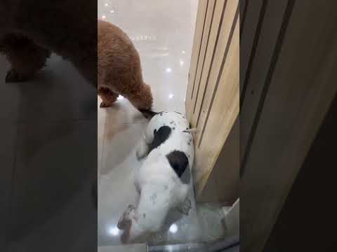 #funnydogs#cute#doglover#doglife#cure#dogshorts#pet#doglife#dogshorts