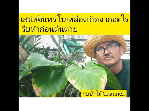 เสน่ห์จันทร์ใบเหลืองรีบแก้ไขเ