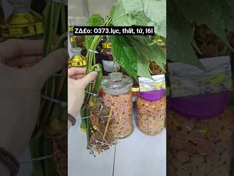 duy nhất 1 củ sâm ngọc linh - hàng vùi rừng kontum đẹp đang có tại sản vật vùng cao