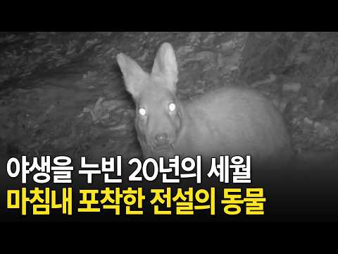 멸종된 줄 알았던 사향노루 6마리를 마주한 순간 [UHD환경스페셜-16편 최현명의 <strong>야생동물</strong>記 ] / KBS 20210624 방송