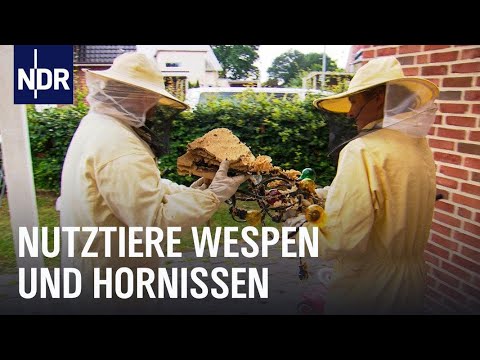 Wespen und Hornissen? Keine Panik! | Die Nordreportage | NDR Doku