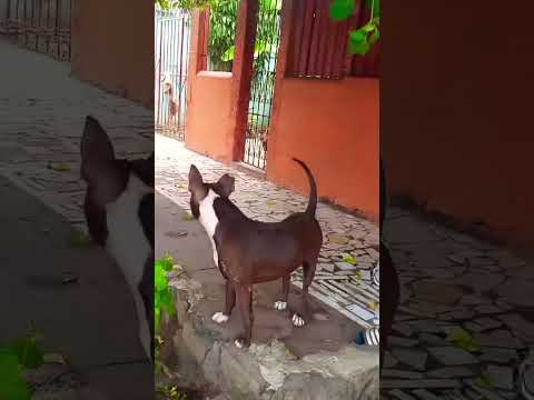 América Bully Estándar los#humor