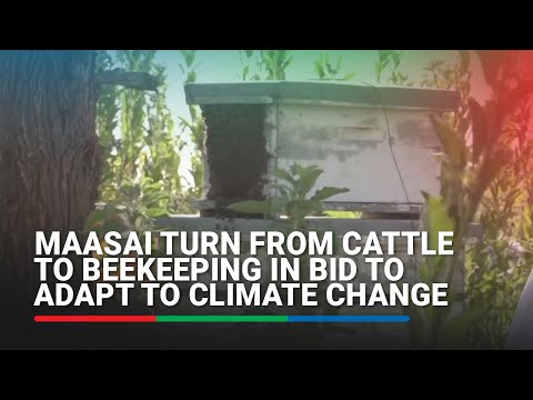 Maasai turn from cattle to beekeeping in bid to adapt to climate change | ABS-CBN News