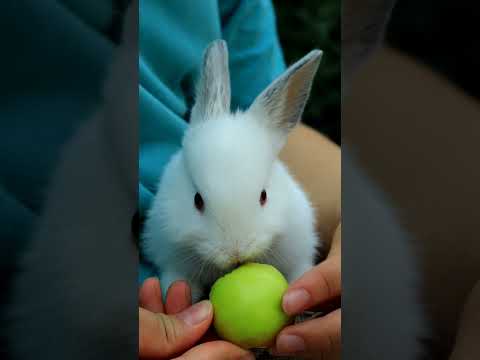 with little rabbit eating apple 🐇
