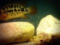 fishlaw1