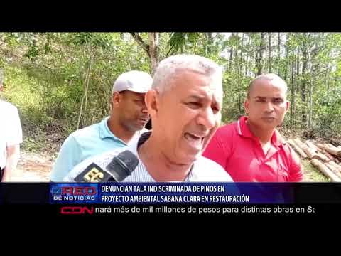 Denuncian tala indiscriminada de pinos en proyecto ambiental Sabana Clara en Restauración