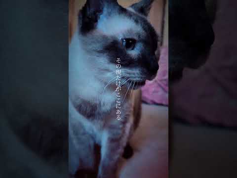 癒しと笑いのシャム猫動画|かわいい猫の魅力を満喫 サムネイル