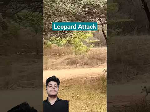 A disabled duckling helps his cat friend🐥#DuckRescue #CuteAnimal #AnimalRescue