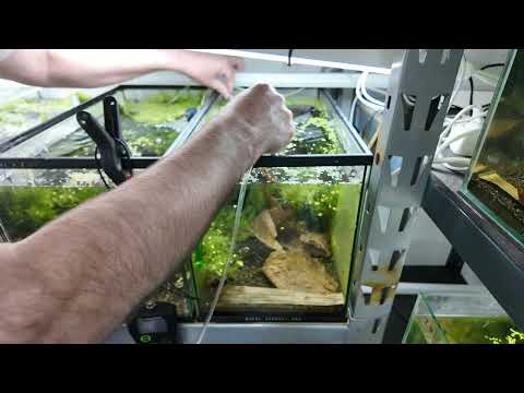 Super Crystal Red Shrimp Tank - Tank 15 📘 Neocaridina for Dummies
https_//payhip.com/b/WgSpi

📘 Caridina for Dummies
https_//payhip.co