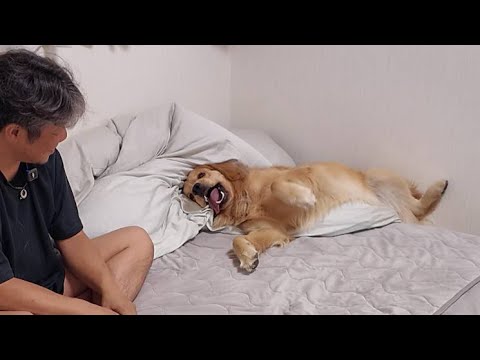 人よりも早く人生を終えてしまう君に。ここに来て幸せですか？【Golden Retriever japan】