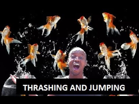 AQUARIUM FISH | THRASHING | TWICTHING | JUMPING Why do aquarium fish thrash or gasp at the top of the water?

Fish Gasping for Air_ If your fish loo