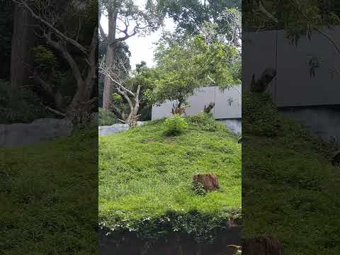 Langur | Hanuman Langur | Grey Langur #langur #animals #wildlife #wildanimals