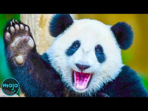 Top 10 Animals That Came Back from Extinction