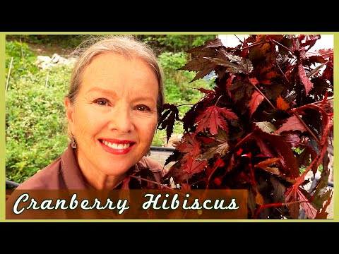 3 Reasons you should grow CRANBERRY HIBISCUS + How to propagate!