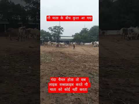 गौ माता के बीच कुत्ताआ गया #motivation #100millon #cow #13million #gaumata #funny