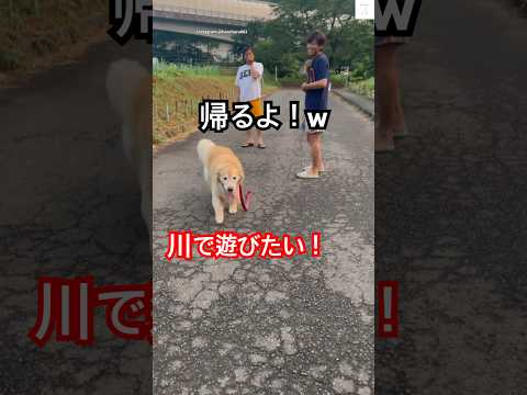 川で遊ぶゴールデンレトリバーのかわいい姿をご紹介 サムネイル