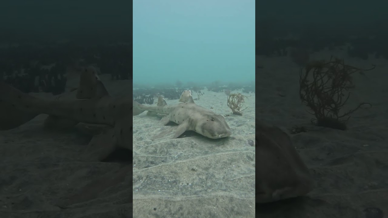Tons to see if you know where to go come Dive with Dive in Scuba!
