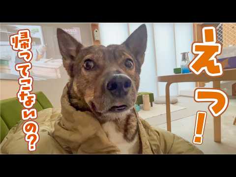 さよならパパ!長期出張へ、ママの工夫のワンオペ生活の始まり