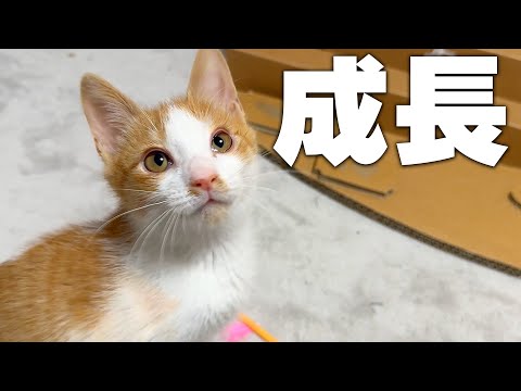 子猫の成長速度がタケノコ並みに早すぎてそろそろ日本語喋るぞ