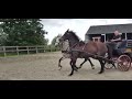Dressage horse Veel zijdig dressuur/Men/Springpaard