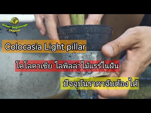 โคโลคาเซียไลพิลล่า|Linghtpil